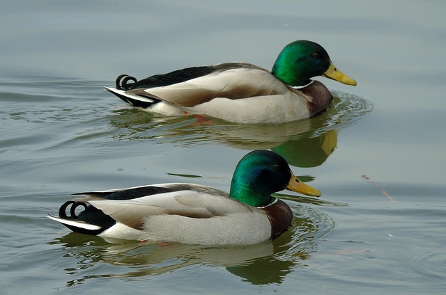 Krydsord for begyndere: En guide til at komme godt i gang post thumbnail image