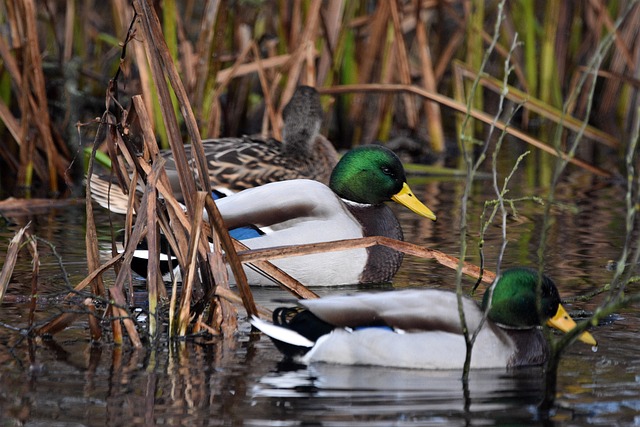 Ord, endelser og forkortelser: Krydsordets skjulte nøgler post thumbnail image